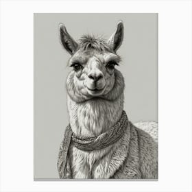 Llama 24 Canvas Print