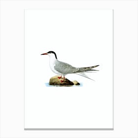 Vintage Common Tern Bird Illustration on Pure White n.0140 Canvas Print
