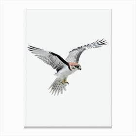 Falcon B&W Pencil Drawing 2 Bird Canvas Print