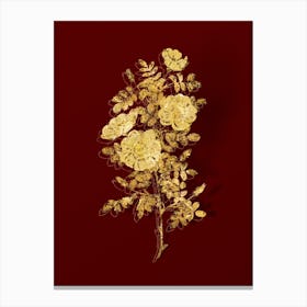 Vintage White Burnet Roses Botanical in Gold on Red 1 Canvas Print