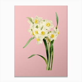 Vintage Bunch Flowered Daffodil Botanical on Soft Pink n.0388 Canvas Print