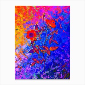 Indica Stelligera Rose Botanical in Acid Neon Pink Green and Blue n.0337 Canvas Print