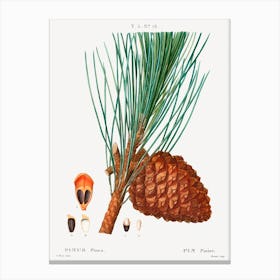 Stone Pine, Pierre Joseph Redoute Canvas Print