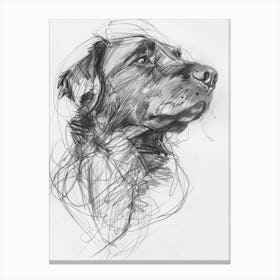 Newfoundland Dog Charcoal Line 1 Canvas Print