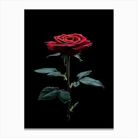 Single Rose On Black Background 40 Canvas Print