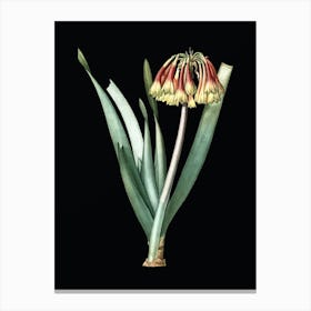 Vintage Knysna Lily Botanical Illustration on Solid Black n.0272 Canvas Print