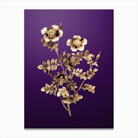 Gold Botanical Variegated Burnet Rose on Royal Purple n.0110 Canvas Print