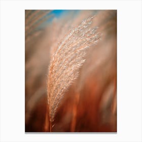 Reeds Nature Grass Canvas Print