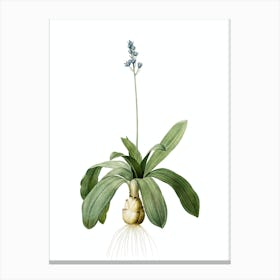 Vintage Scilla Lilio Hyacinthus Botanical Illustration on Pure White n.0677 Canvas Print