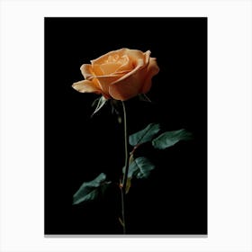 Orange Rose On Black Background 14 Canvas Print