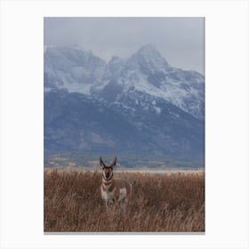 Antelope In Wyoming Canvas Print