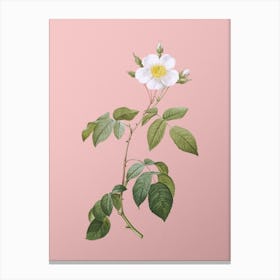 Vintage Big Leaved Climbing Rose Botanical on Soft Pink n.0094 Canvas Print
