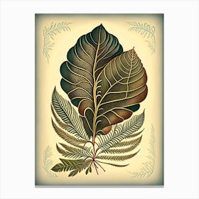 Tamarind Leaf Vintage Botanical 3 Canvas Print