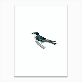 Vintage Common House Martin And Barn Swallow Hybrid Bird Illustration on Pure White n.0199 Canvas Print