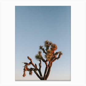 Joshua Tree Canvas Print