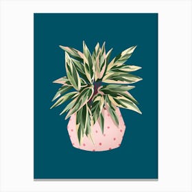 Calathea Triostar On Blue Canvas Print