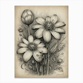 Black And White Drawing Of Flowers Canvas Print