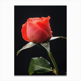 Red Rose Isolated On Black Background 1 Canvas Print