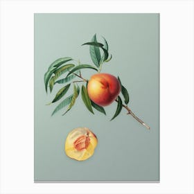 Vintage Peach Botanical Art on Mint Green n.0806 Canvas Print