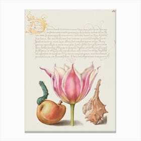 Caterpillar, Pear, Tulip, And Purple Snail From Mira Calligraphiae Monumenta, Joris Hoefnagel Canvas Print