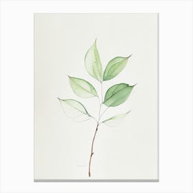 Viburnum Leaf Minimalist Watercolour 1 Canvas Print