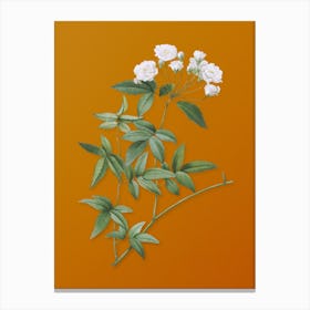 Vintage Lady Bank's Rose Botanical on Sunset Orange Canvas Print