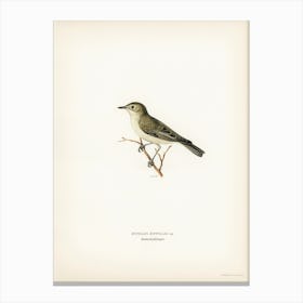 Tree Warbler (Hypolais Hipolais), The Von Wright Brothers Canvas Print