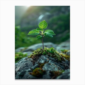 Small Tree On A Rock Canvas Print