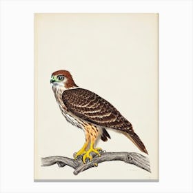 Red Tailed Hawk Illustration Bird Canvas Print