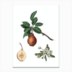 Vintage Pear Botanical Illustration on Pure White n.0333 Canvas Print