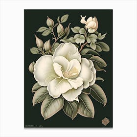 Gardenia 1 Floral Botanical Vintage Poster Flower Canvas Print