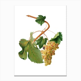 Vintage Vermentino Grapes Botanical Illustration on Pure White n.0664 Canvas Print