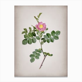 Vintage Pink Sweetbriar Rose Botanical on Parchment Canvas Print