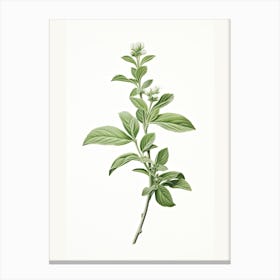 Stevia Vintage Botanical Herbs 1 Canvas Print