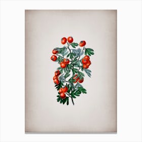 Vintage Sweet Scented Hawthorn Botanical on Parchment n.0801 Canvas Print