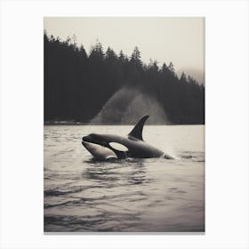 Black & White Realistic Photography Of Orca Whale Spraying Water Canvas Print