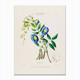 Blue Larkspur Canvas Print