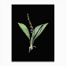 Vintage Peliosanthes Teta Botanical Illustration on Solid Black n.0249 Canvas Print