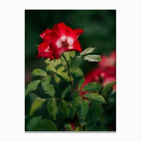 Alpine Rose Canvas Print