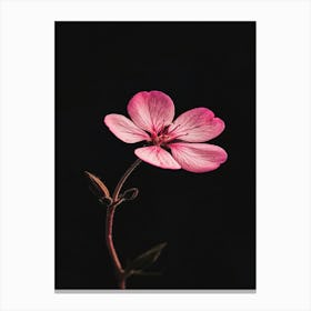 Geranium Canvas Print