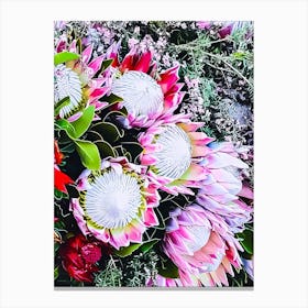 Proteas Canvas Print