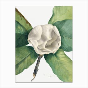 Vintage Botanical Mary Vaux Walcott _2732422 Canvas Print