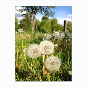 Dandelion Canvas Print