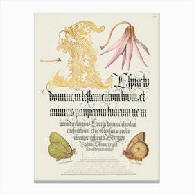 Dog Tooth Violet And Butterflies From Mira Calligraphiae Monumenta, Joris Hoefnagel Canvas Print