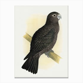 Parrot 25 Canvas Print