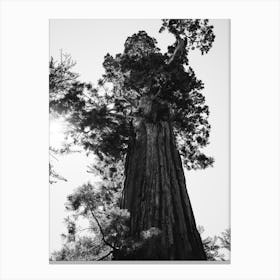 Sequoia National Park Ix Canvas Print