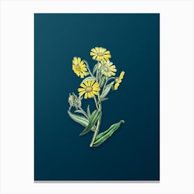 Vintage Madia Flower Botanical Art on Teal Blue n.0173 Canvas Print