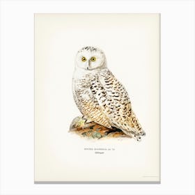 Snowy Owl (Nyctea Scandiaca), The Von Wright Brothers Canvas Print