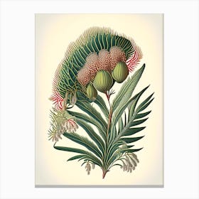 Pincushion Hakea Fern 1 Vintage Botanical Poster Canvas Print