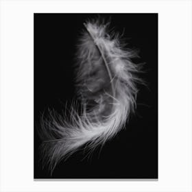 Black And White Feather 4 Canvas Print